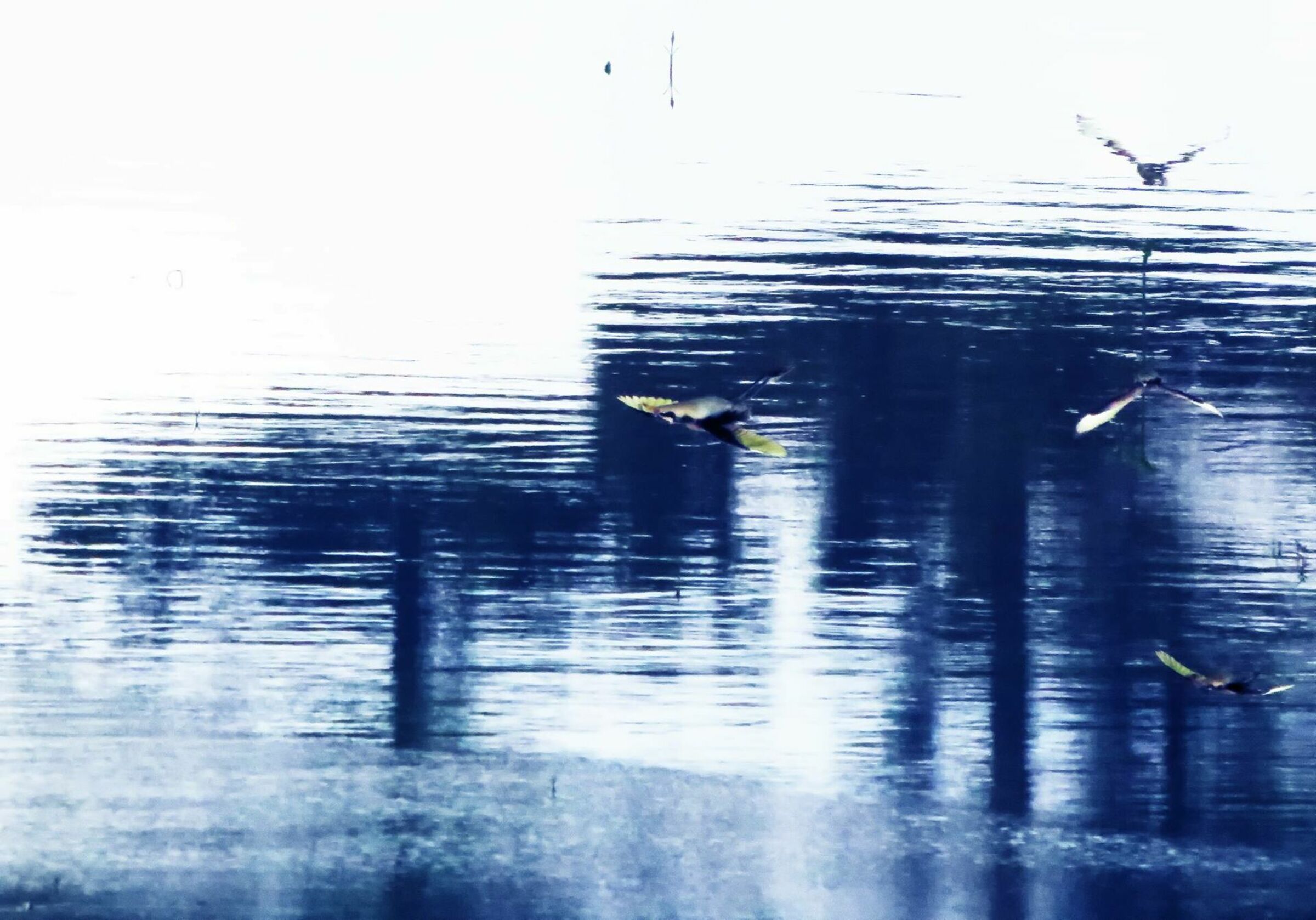 Foto de Luiz Todeschi Fine Art Productions 11