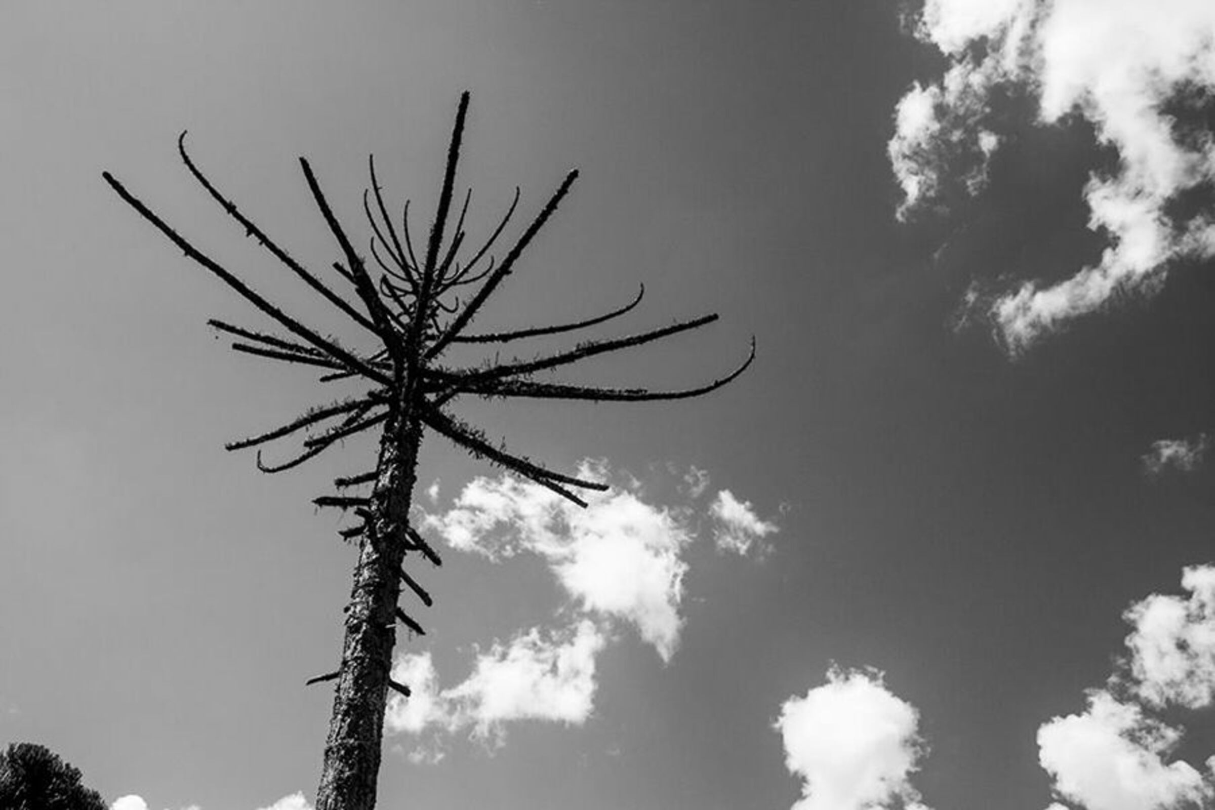 Foto de Luiz Todeschi Fine Art Productions 20