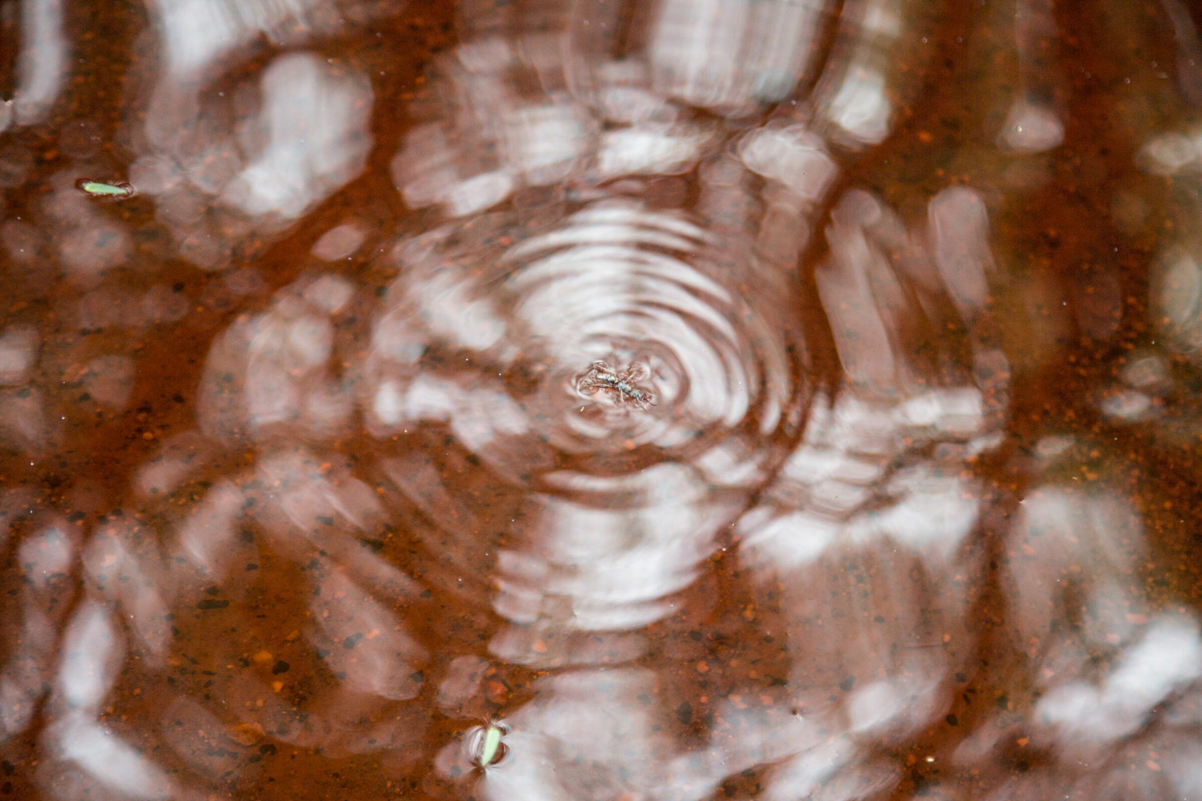 Foto de Luiz Todeschi Fine Art Productions 4