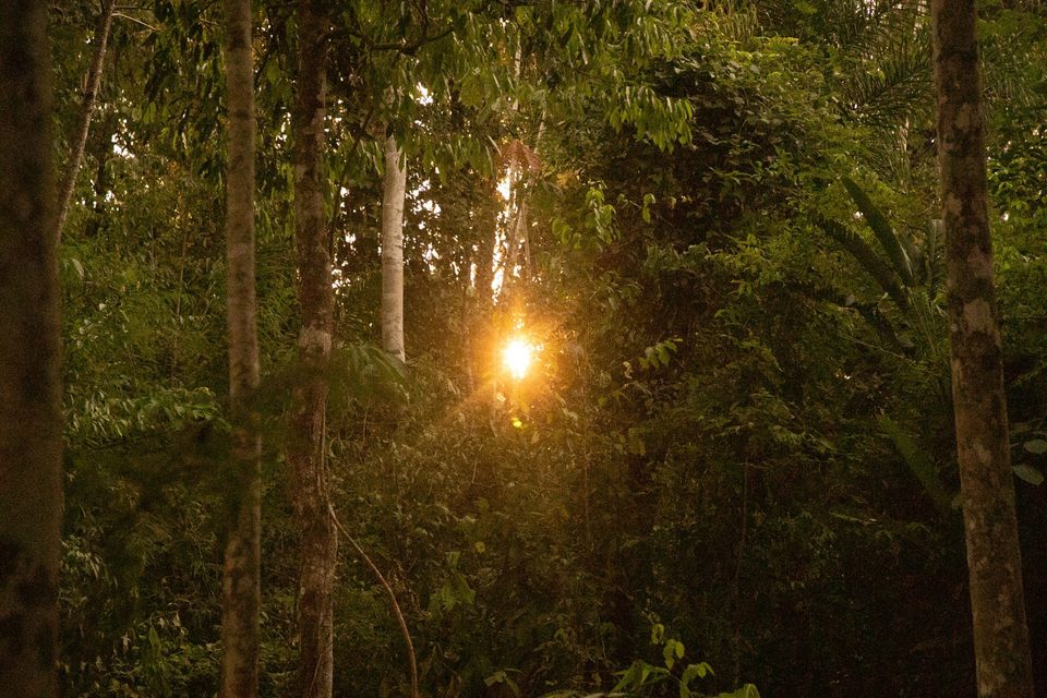 Ligth in the Amazon Forest