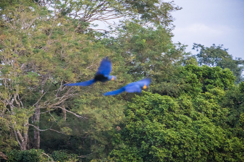 Expedition to the Pantanal