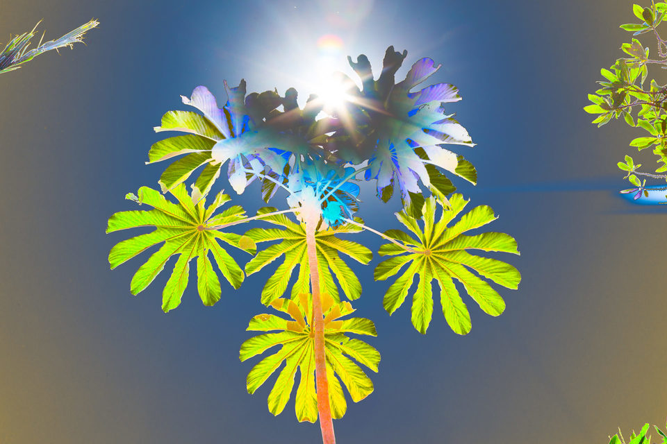 The sun and the palm tree